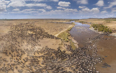 Aerial panoramic view of Buffalos in Maasai Mara National Reserve, Rift Valley Province‎, Kenya. - AAEF26106