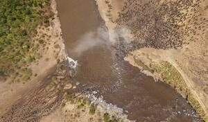 Aerial panoramic view of Buffalos crossing the river in Maasai Mara National Reserve, Rift Valley Province‎, Kenya. - AAEF26119