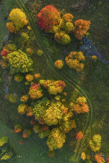 Aerial view of trees in autumn colours on Kizhi Island, Republic of Karelia, Medvezhyegorsky District, Russia. - AAEF26302