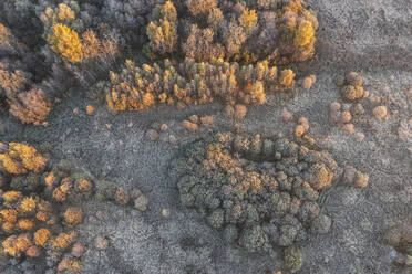Aerial view of trees in a forest outside Moscow city, Moscow Oblast, Russia. - AAEF26362