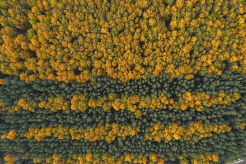 Aerial view of trees in autumn colours in Lipetsk countryside, Lipetsk, Yarlukovsky, Tula Oblast, Russia. - AAEF26370