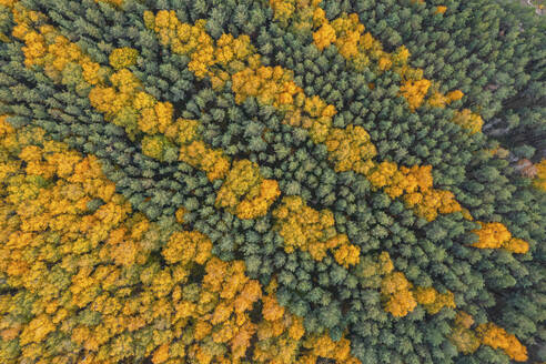 Aerial view of trees in autumn colours in Lipetsk countryside, Lipetsk, Yarlukovsky, Tula Oblast, Russia. - AAEF26371