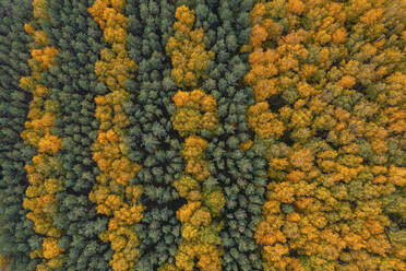 Aerial view of trees in autumn colours in Lipetsk countryside, Lipetsk, Yarlukovsky, Tula Oblast, Russia. - AAEF26372