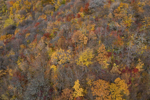 Aerial view of trees in a bush in autumn colours in Crimea Region, Autonomous Republic of Crimea, Ukraine. - AAEF26408