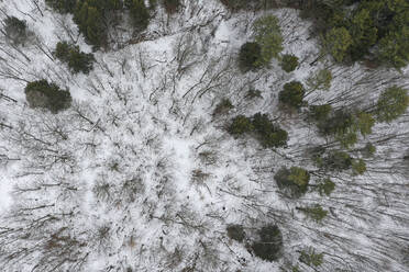 Aerial Drone View of Woodlands Top Down Ansicht von Bäumen im Winter mit Schnee in Williamstown, Vermont, Vereinigte Staaten. - AAEF26490