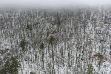 Aerial Drone View of Woodlands Top Down Ansicht von Bäumen im Winter mit Schnee in Williamstown, Vermont, Vereinigte Staaten. - AAEF26491