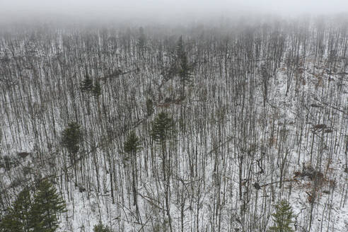 Aerial Drone View of Woodlands Top Down Ansicht von Bäumen im Winter mit Schnee in Williamstown, Vermont, Vereinigte Staaten. - AAEF26491