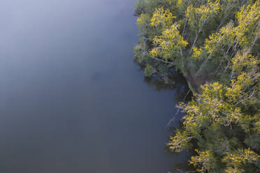 Luftaufnahme eines Waldes neben einem See mit hohen Bäumen und golden leuchtenden Blättern im Sonnenuntergang, Kapstadt, Westkap, Südafrika. - AAEF26494