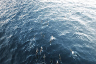 Luftaufnahme einer Gruppe von Delfinen, die im blauen Ozean schwimmen, Kapstadt, Westkap, Südafrika. - AAEF26506