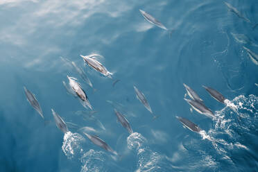 Luftaufnahme einer Gruppe von Delfinen, die im blauen Wasser des Ozeans schwimmen, Kapstadt, Westkap, Südafrika. - AAEF26507