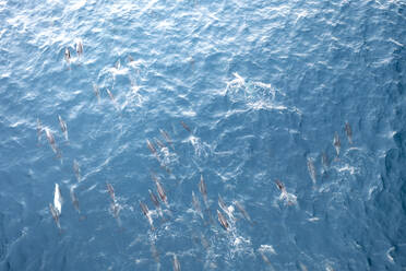 Luftaufnahme einer großen Gruppe von Delfinen, die im blauen Wasser des Ozeans schwimmen, Kapstadt, Westkap, Südafrika. - AAEF26508