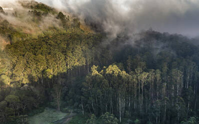 Luftaufnahme eines Waldes mit Bäumen und tief hängenden Wolken in Perumal Malai, Kodai Kanal, Indien. - AAEF26582