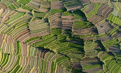 Aerial view of Polur Village terrace fields in Tamil Nadu region, Kodai Kanal, India. - AAEF26587