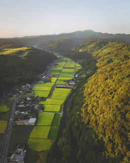 Aerial shot of the rice fields of Furueda town at sunrise, Kashima, Saga Prefecture, Kyushu, Japan. - AAEF26625