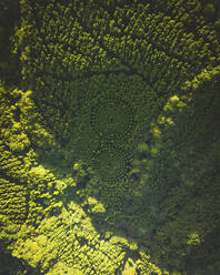 Aerial shot of a circular manmade forest, part of an experiment, Nichinan, Miyazaki Prefecture, Kyushu, Japan. - AAEF26689