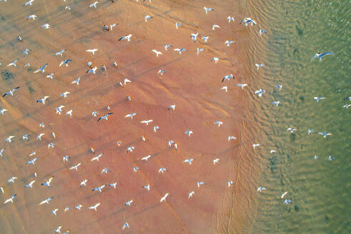 Aerial drone view of Noosa North Shore in the state of Queensland in Australia. - AAEF26839