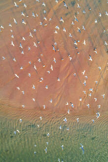 Luftaufnahme einer Drohne von einem Schwarm Seeschwalben, die in Noosa North Shore im Bundesstaat Queensland in Australien fliegen. - AAEF26840