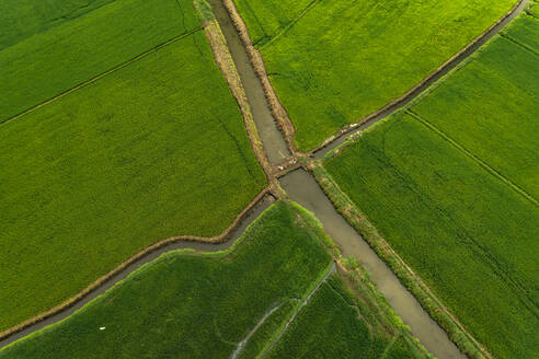 Aerial view of a swamp with canals in Alappuzha, Kerala, India. - AAEF26997