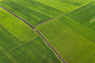 Aerial view of a swamp with canals in Alappuzha, Kerala, India. - AAEF26998