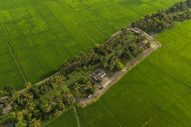 Aerial view of a road across the fields with houses in Alappuzha, Kerala, India. - AAEF27005