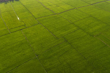 Aerial view of wetland fields, Alappuzha, Kerala, India. - AAEF27006