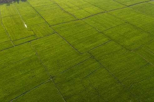 Aerial view of wetland fields, Alappuzha, Kerala, India. - AAEF27006