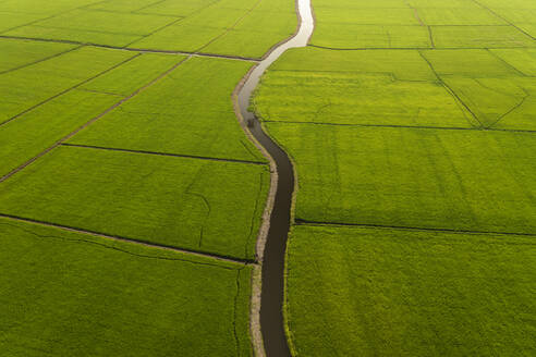 Aerial view of wetland fields, Alappuzha, Kerala, India. - AAEF27010