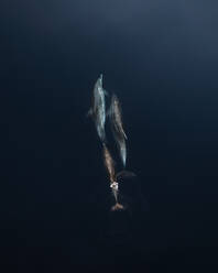 Aerial view of dolphins swimming together in the deep underwater depths, Croatia. - AAEF27104