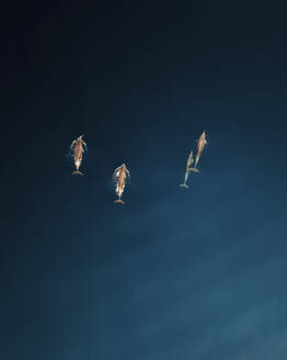 Aerial view of dolphins swimming peacefully in the blue waters of the Adriatic Sea, Primorje-Gorski Kotar, Croatia. - AAEF27124