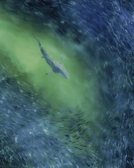 Aerial view of a dense school of menhaden fish being hunted by a shark in the Atlantic Ocean, Southampton, New York United States. - AAEF27210