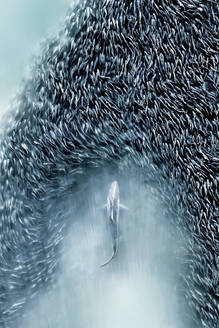 Aerial view of a dense swarm of spinner sharks in the Atlantic Ocean, Southampton, New York, United States. - AAEF27211