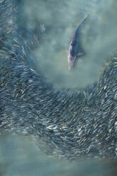 Aerial view of spinner shark swimming in clear blue waters of Atlantic Ocean, Southampton, New York, United States. - AAEF27212