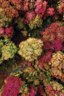 Aerial view of vibrant autumn woodland, Massachusetts, United States. - AAEF27216