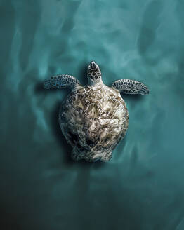 Aerial view of green turtle swimming in teal ocean water, Jupiter, Florida, United States. - AAEF27217