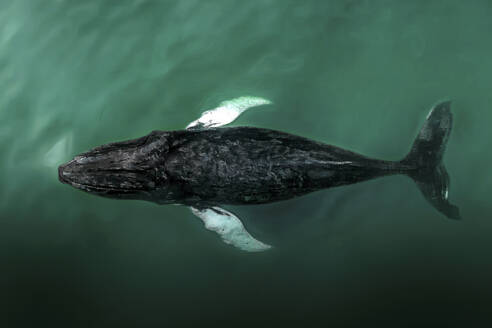 Aerial view of humpback whale pod swimming in the Pacific Ocean, Southampton, Long Island, New York, United States. - AAEF27218