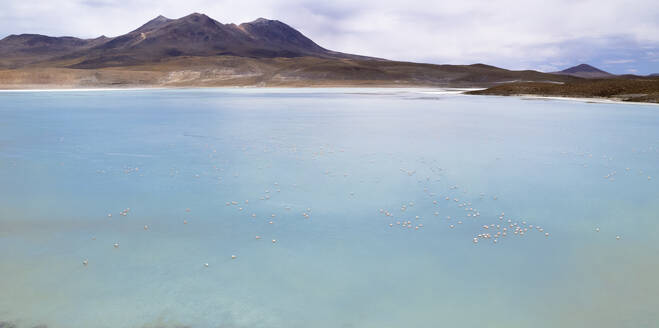 Aerial drone view of Hedionda lagoon with flamingos in the desert of Uyuni, Uyuni, Bolivia. - AAEF27220