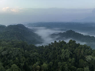 Aerial View of dense jungle valley covered in fog on an overcast day in Halmahera, Indonesia. - AAEF27230