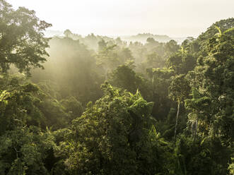 Aerial View of sun rays shining through jungle canopy on a sunny morning in Halmahera, Indonesia. - AAEF27231