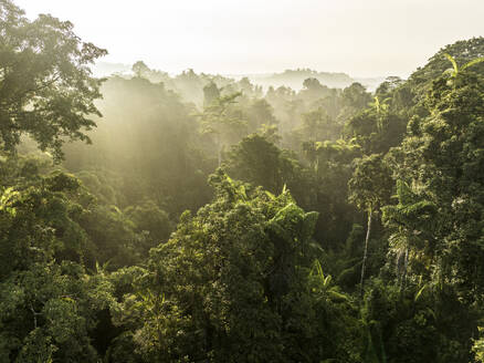 Aerial View of sun rays shining through jungle canopy on a sunny morning in Halmahera, Indonesia. - AAEF27231