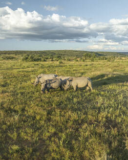 Luftaufnahme von Nashörnern in der südafrikanischen Savanne (Biome) in der Nähe der Stadt Lephalale, Region Limpopo, Südafrika. - AAEF27255