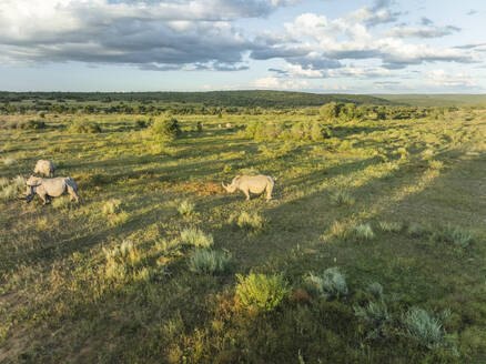 Luftaufnahme von Nashörnern in der südafrikanischen Savanne (Biome) in der Nähe der Stadt Lephalale, Region Limpopo, Südafrika. - AAEF27257