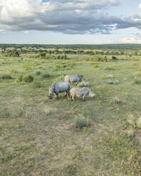 Luftaufnahme von Nashörnern in der südafrikanischen Savanne (Biome) in der Nähe der Stadt Lephalale, Region Limpopo, Südafrika. - AAEF27259