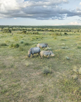 Aerial view of rhinos in the south african savanna (Biome) near Lephalale town, Limpopo region, South Africa. - AAEF27259