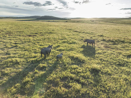 Luftaufnahme von Nashörnern im Welgevonden-Naturschutzgebiet und der südafrikanischen Savanne (Biome) in der Nähe der Stadt Modimolle Munic, Region Limpopo, Südafrika. - AAEF27260