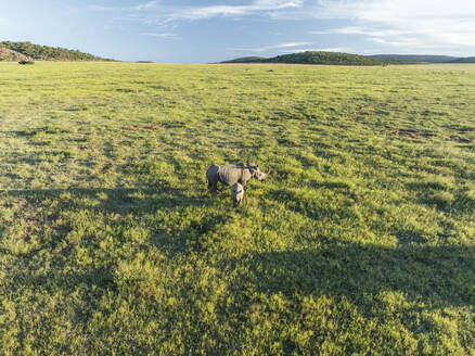 Aerial view of rhinos in the Welgevonden Nature reserve and South African Savanna (Biome) near Modimolle Munic town, Limpopo region, South Africa. - AAEF27262