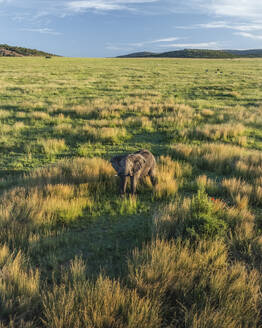 Aerial view of Elephants in Balule Nature Reserve, Maruleng, Limpopo region, South Africa. - AAEF27264