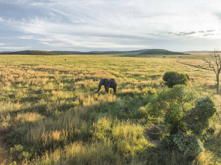 Aerial view of Elephants in Balule Nature Reserve, Maruleng, Limpopo region, South Africa. - AAEF27265