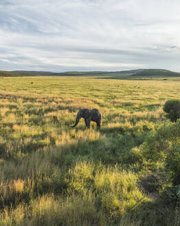 Luftaufnahme von Elefanten im Balule-Naturreservat, Maruleng, Region Limpopo, Südafrika. - AAEF27266