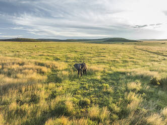 Luftaufnahme von Elefanten im Balule-Naturreservat, Maruleng, Region Limpopo, Südafrika. - AAEF27267