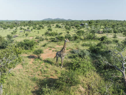 Aerial view of african Giraffe in Balule Nature Reserve, Maruleng, Limpopo region, South Africa. - AAEF27268